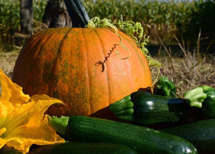 ulleo pumpkin 1666460 1280