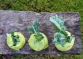utroja0 kohlrabi 1573401 1280