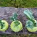 utroja0 kohlrabi 1573401 1280