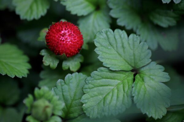 wild strawberry 7259916 1280