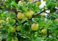 akirevarga gooseberry 4224625 1280