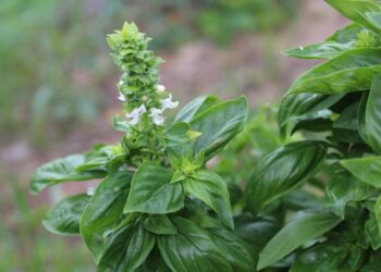 alicja basil total 2759319 1280