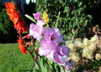 alicja gladiole 2649175 1280