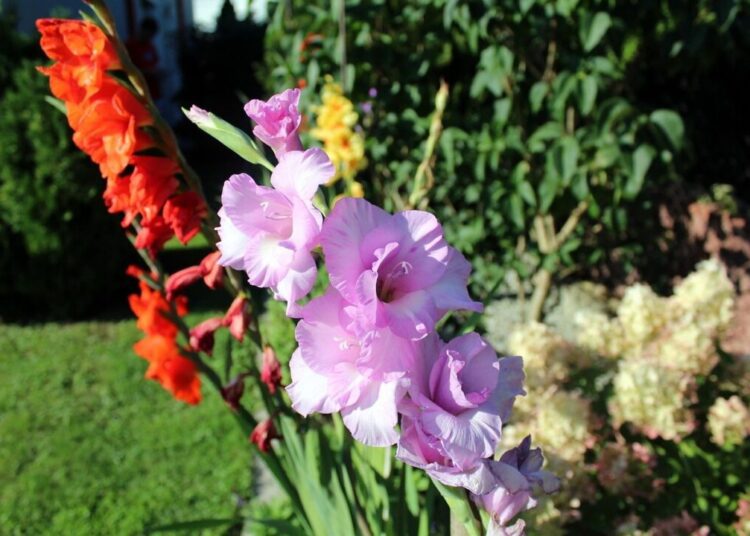 alicja gladiole 2649175 1280