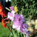 alicja gladiole 2649175 1280