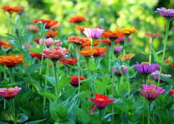 alicja zinnia 3518967 1280