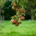 alkemade pear 4447926 1280