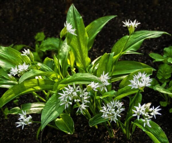 medvedi cesnek anaterate wild garlic 3347932 1280
