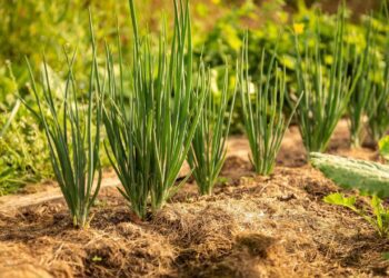 andreasgoellner garden 3443638 1280