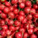 armbrustanna monthly radish 699968 1280