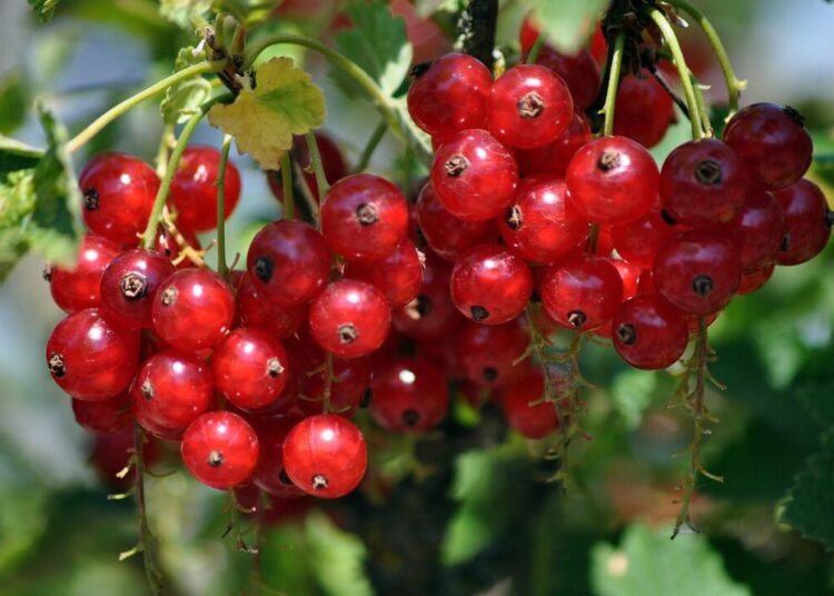 artellliii72 redcurrants 7337364 1280