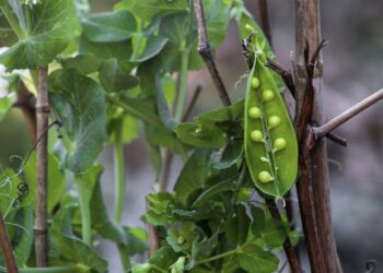 biancaberg peas 5462956 1280