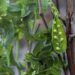 biancaberg peas 5462956 1280