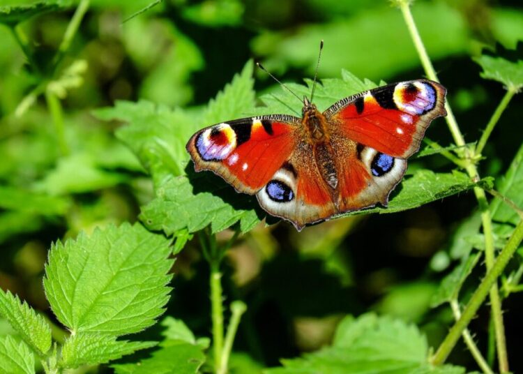 couleur peacock butterfly 1655724 1280