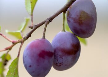 domeckopol fruit 943382 1280