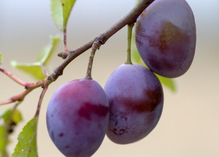 domeckopol fruit 943382 1280