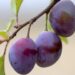 domeckopol fruit 943382 1280