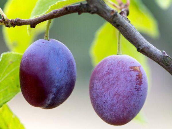 domeckopol plums 940100 1280