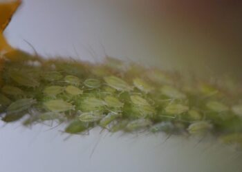 efraimstochter pests 696437 1280