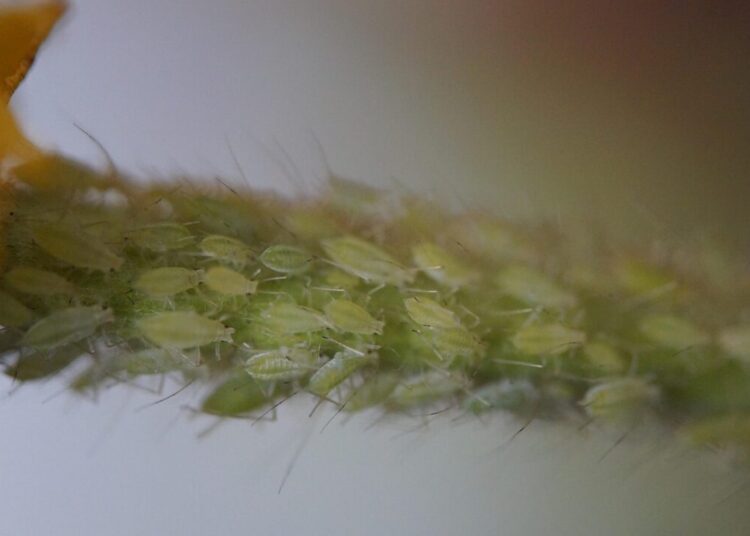 efraimstochter pests 696437 1280