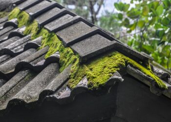 ekysanti23 moss 1563711 1280