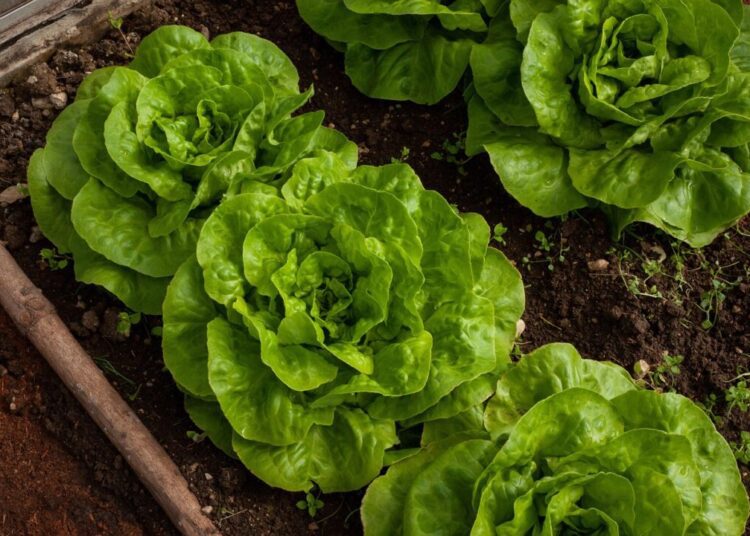 filmbetrachter salad 4267063 1280