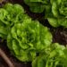 filmbetrachter salad 4267063 1280