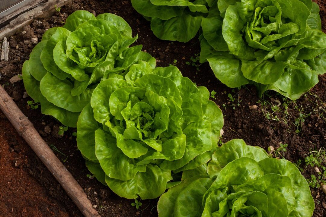salat filmbetrachter salad 4267063 1280