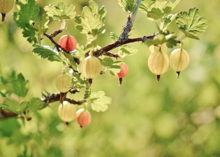 glady gooseberry 176450 1280