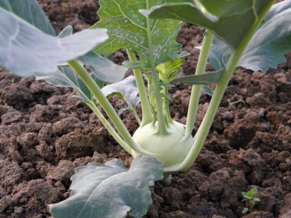 holgersfotografie kohlrabi 176849 1280