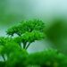 ignartonosbg parsley 7528924 1280