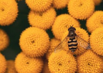 iulianscutelnicuph insect 8211593 1280