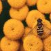 iulianscutelnicuph insect 8211593 1280