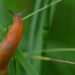 jggrz slug 4464126 1280