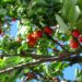 jingoba cherry 212601 1280