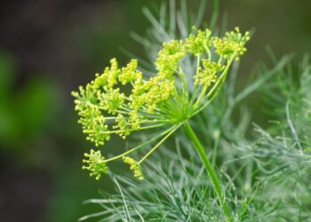 kathas fotos dill 4741813 1280