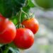 kathas fotos tomatoes 5566744 1280