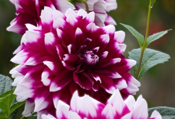 matthiasboeckel dahlia 4564393 1280