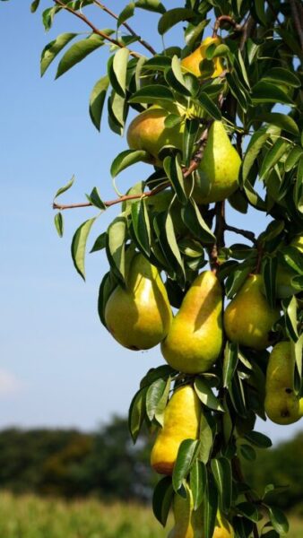 matthiasboeckel pears 5480343 1280
