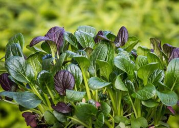 maxmann spinach 2310134 1280