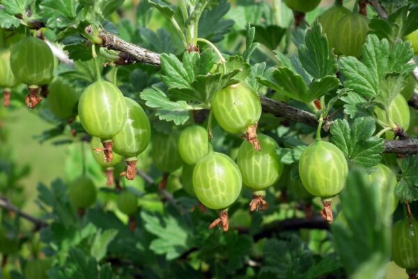 mrgajowy3 fruit 3392133 1280