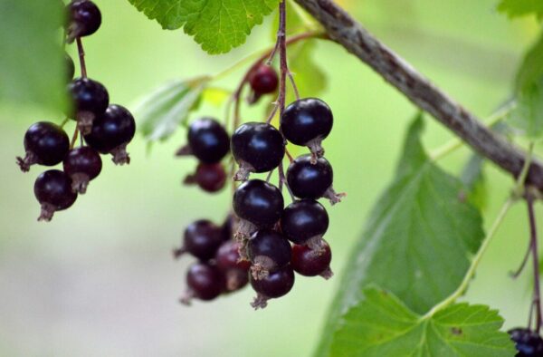 neelam279 fruit 8160703 1280