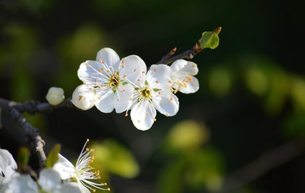 ovocny strom kvet neelam279 plum blossoms 7942343 1280
