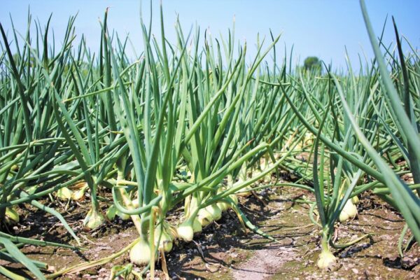 cibule nideo nics onion 6807803 1280