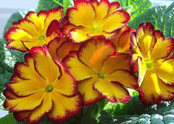 nowaja primrose 4894255 1280