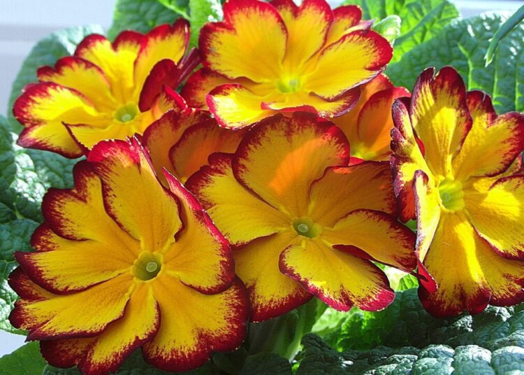 nowaja primrose 4894255 1280