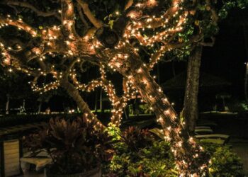 olichel lights 940249 1280