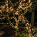 olichel lights 940249 1280