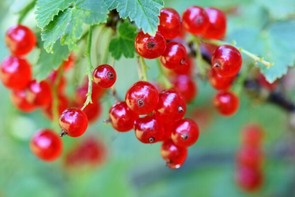 ralphs fotos currants 3585286 1280