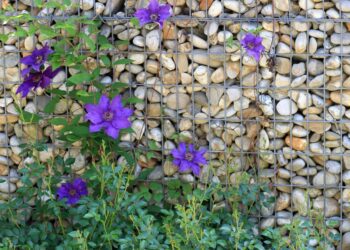 sushuti clematis 3607685 1280